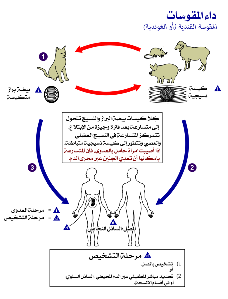 داء المقوسات وطرق انتقال مرض القطط